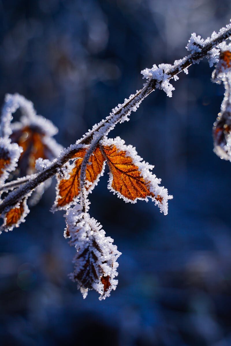 Legal Responsibilities of Attorneys